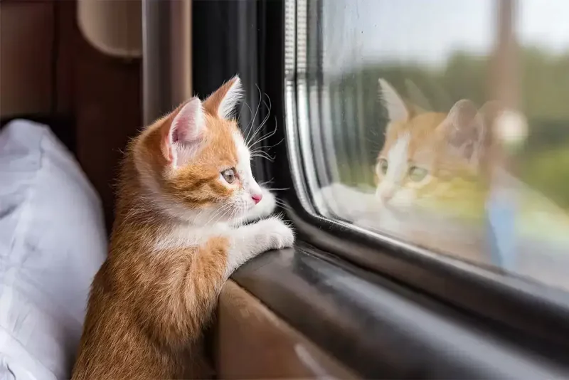 Котик в автобусе