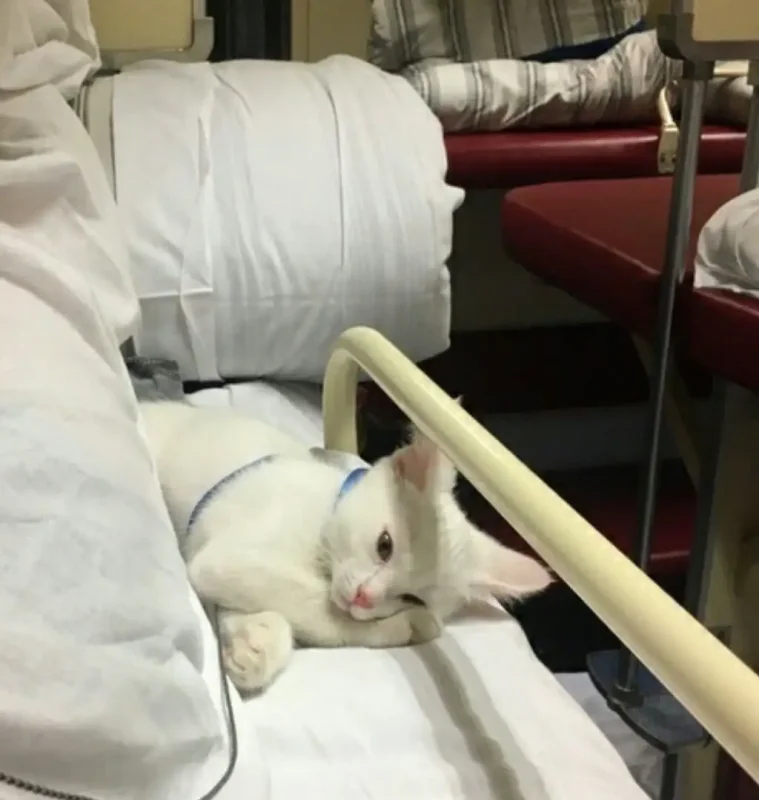 Кошка в поезде