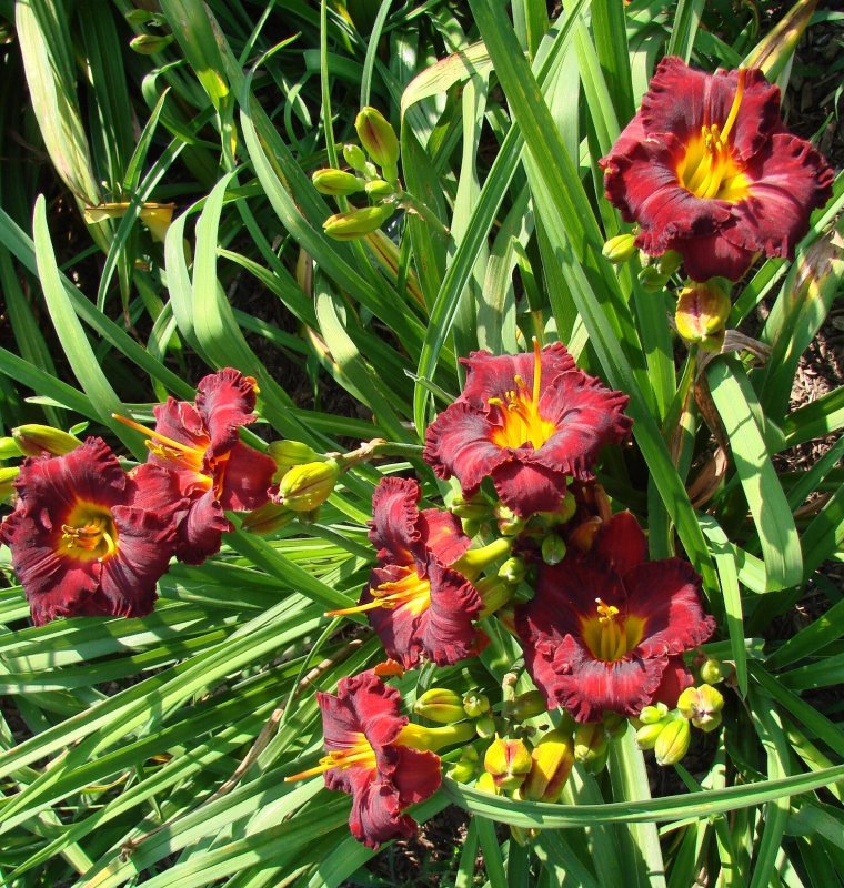 Лилейник Lil'Red Wagon