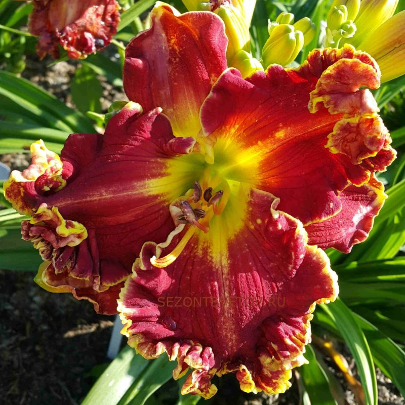 Лилейник Биг ред вагон