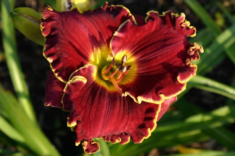 Лилейник Ноути ред