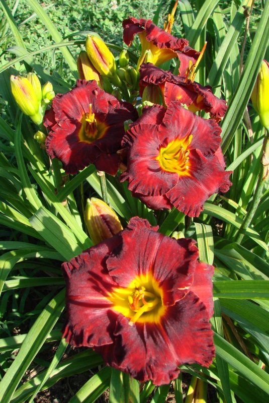 Лилейник Lil'Red Wagon