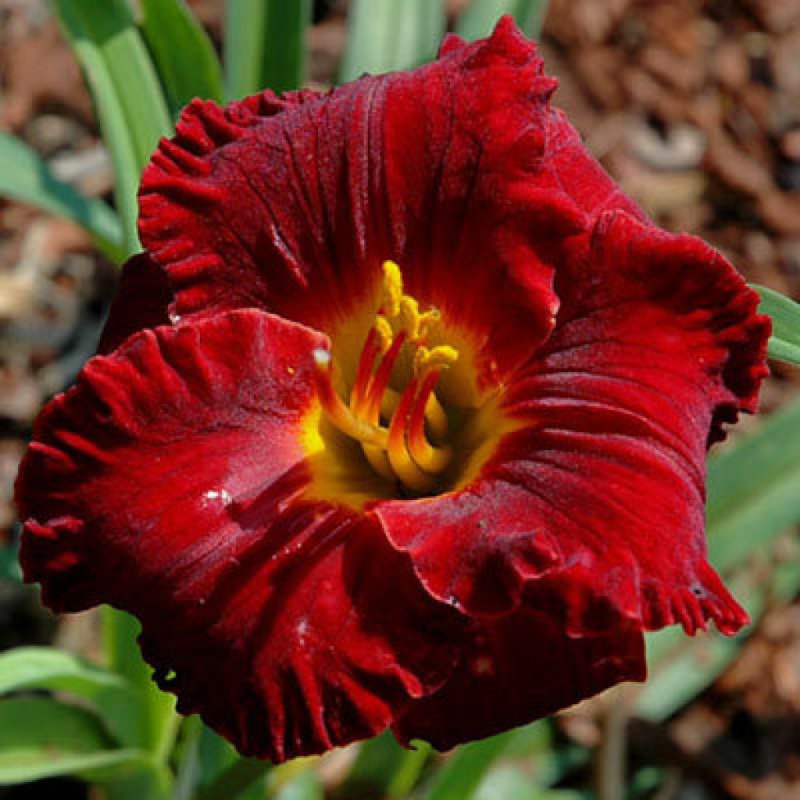 Лилейник Лиль ред вагон