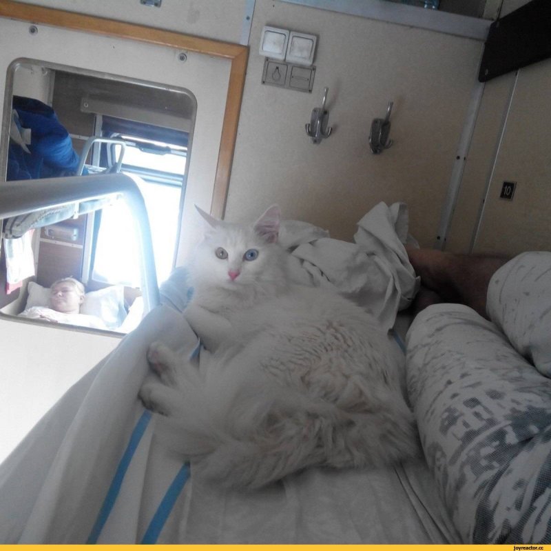 Вагон для животных