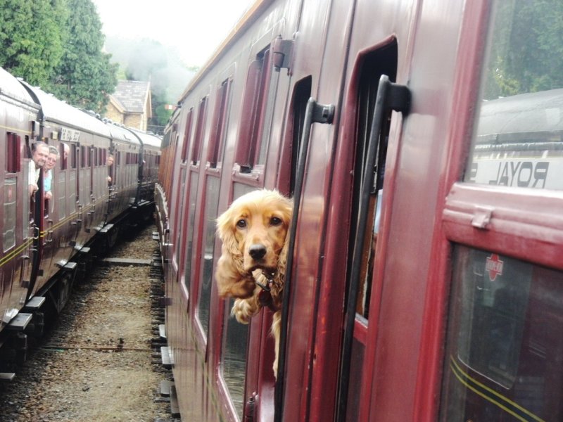 Животные в поезде