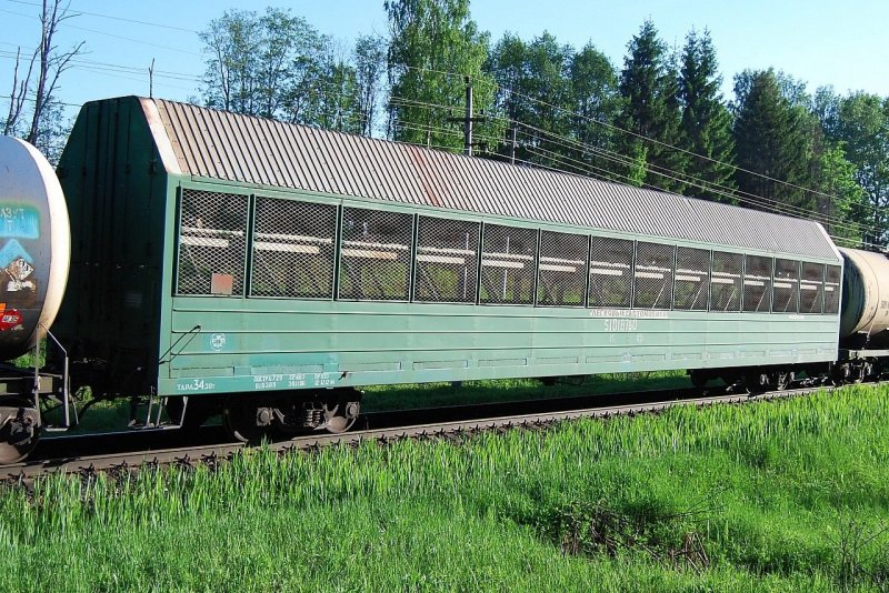 Электричка собака