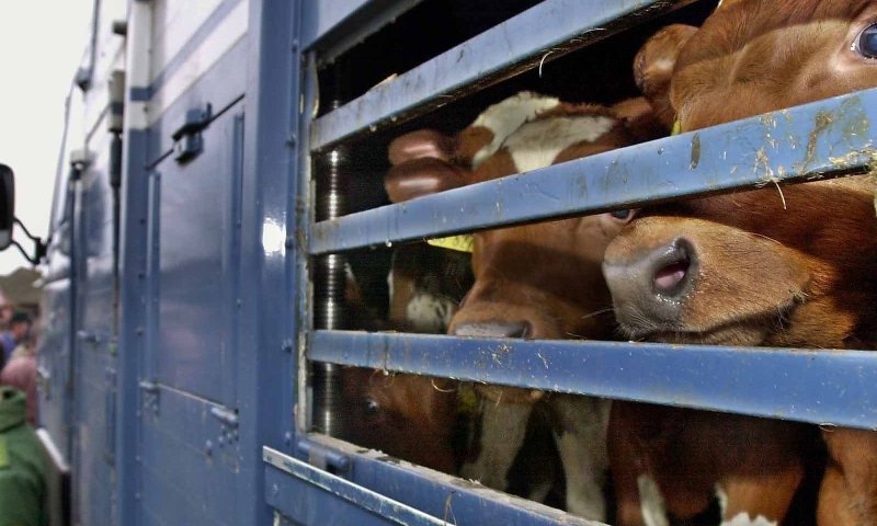 Вагон для скота