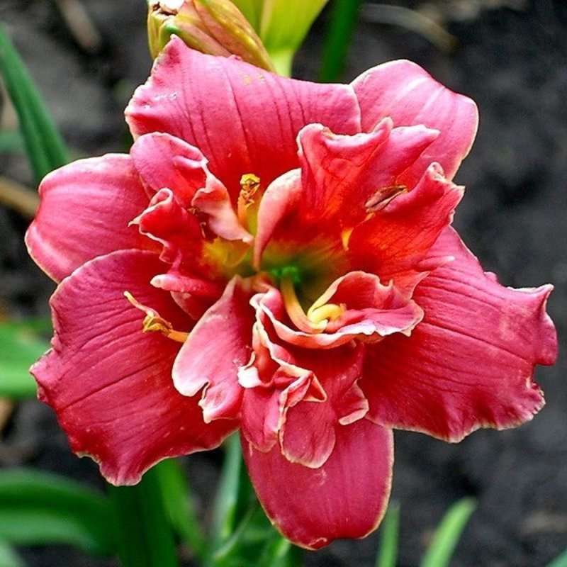 Лилейник ред рам