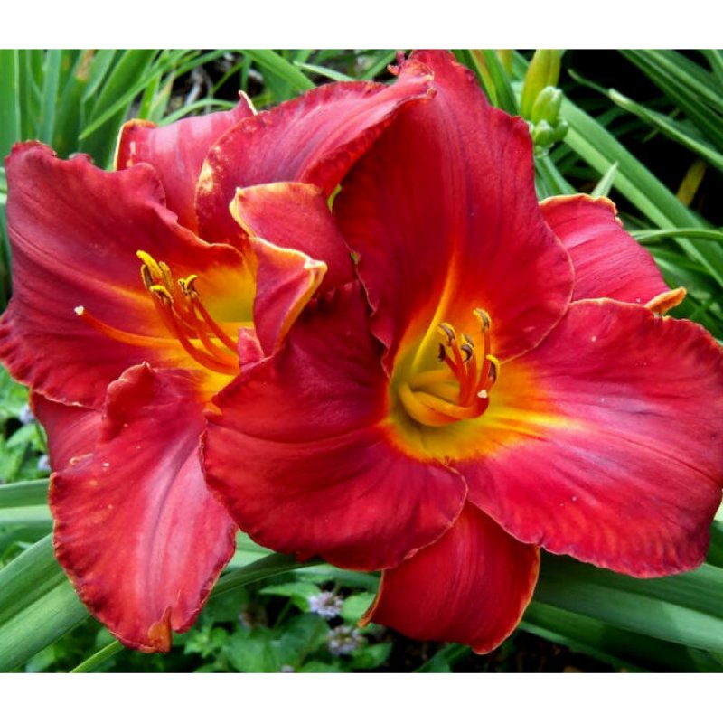 Лилейник Авесоме Блосе