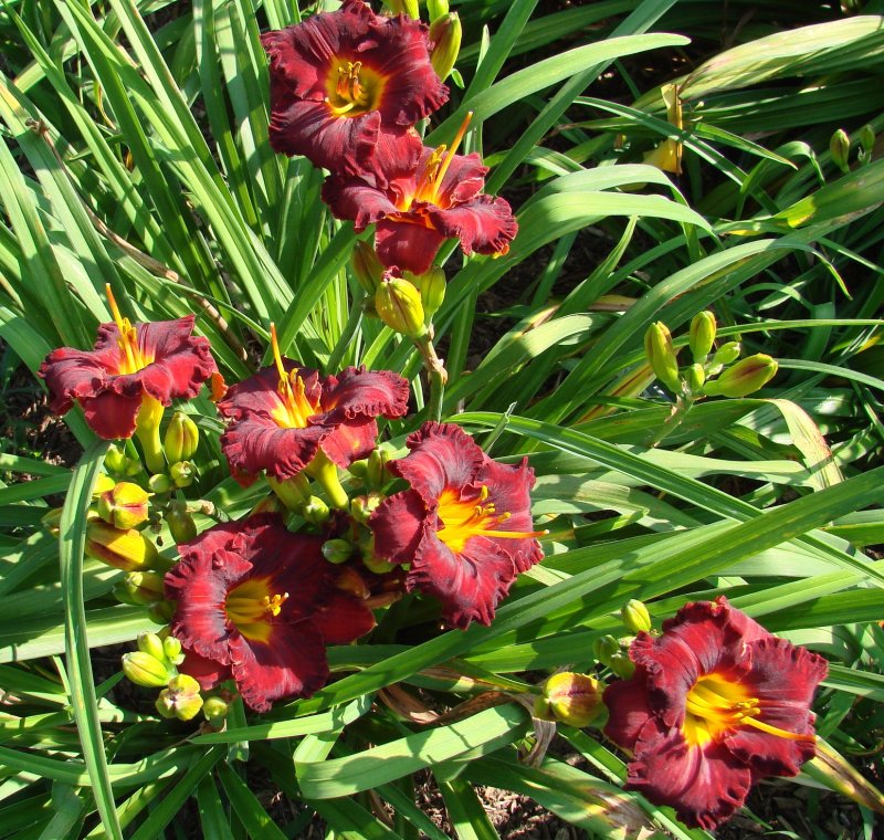 Лилейник Lil'Red Wagon