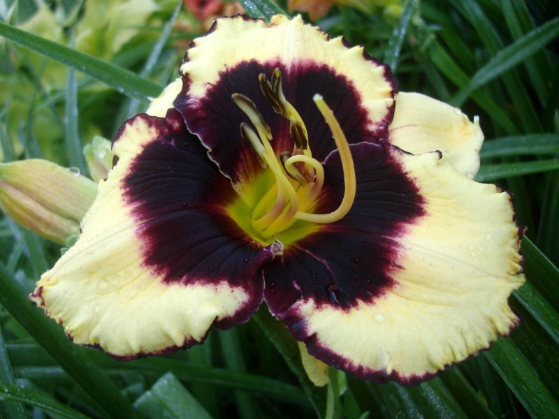 Лилейник Биг Еллоу