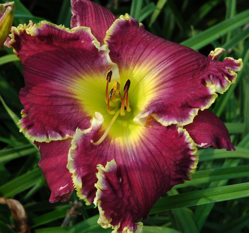 Лилейник Ноути ред