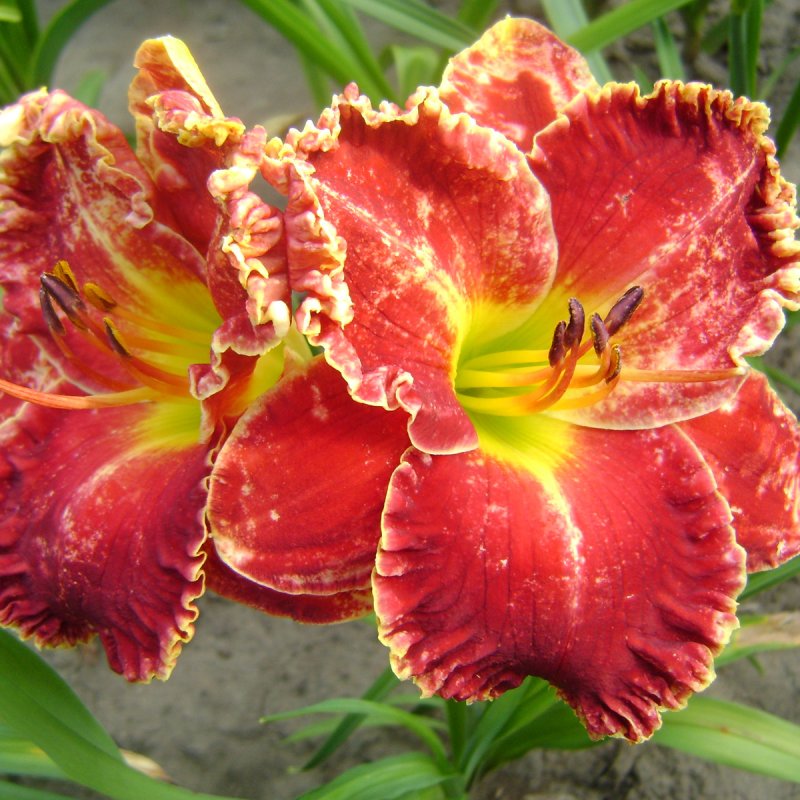 Лилейник Crimson Dragon