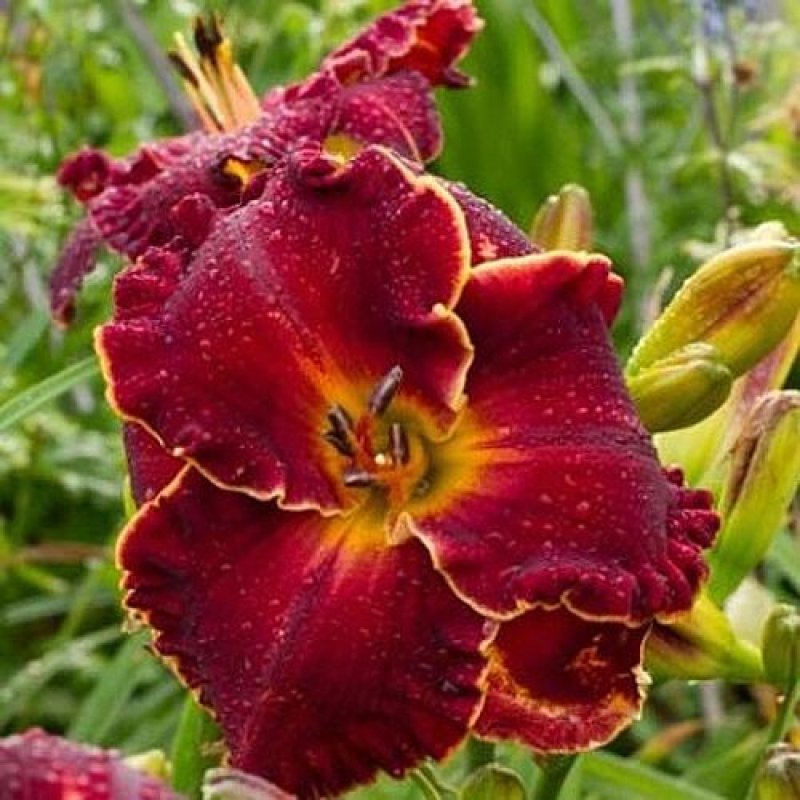 Лилейник гибридный Литтл шоу стоппер