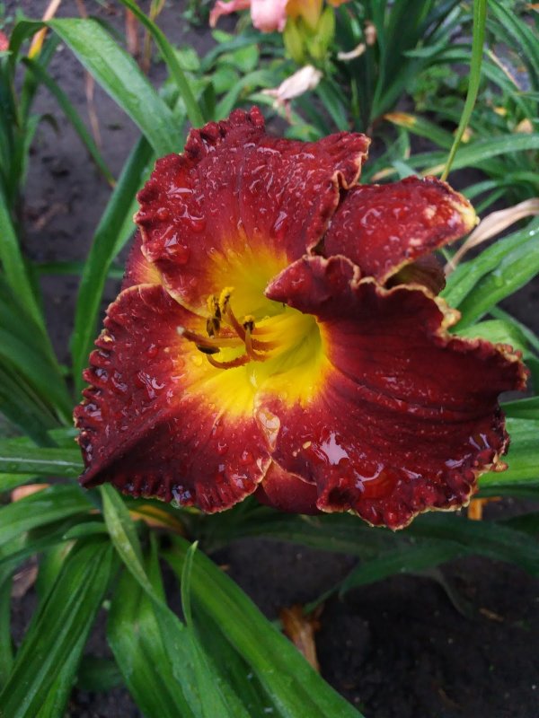 Лилейник Вилсон аметист