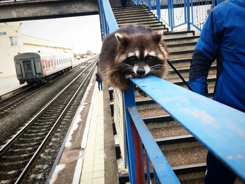 Енот в электричке