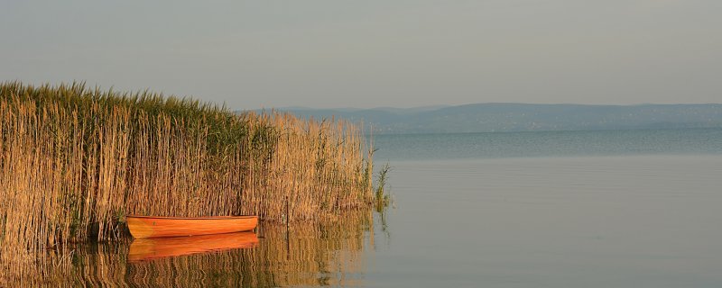 Гиф островок окруженный камышом