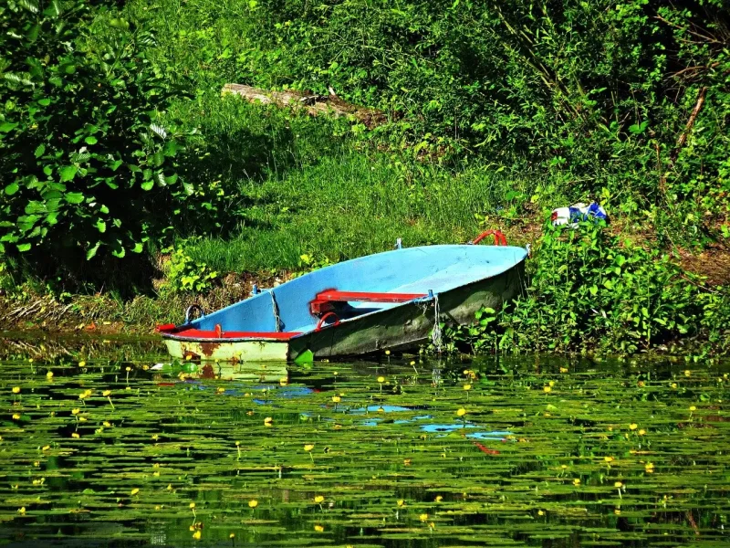 Лодка в зарослях