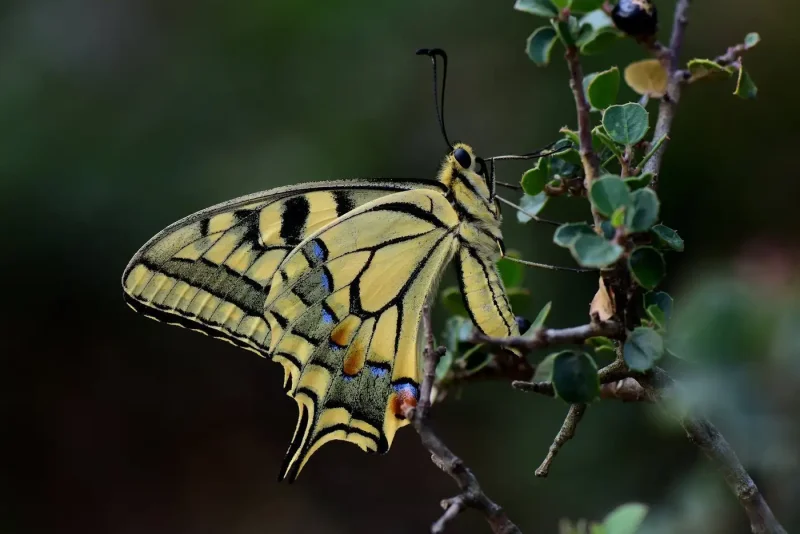 Махаон (Papilio Machaon)