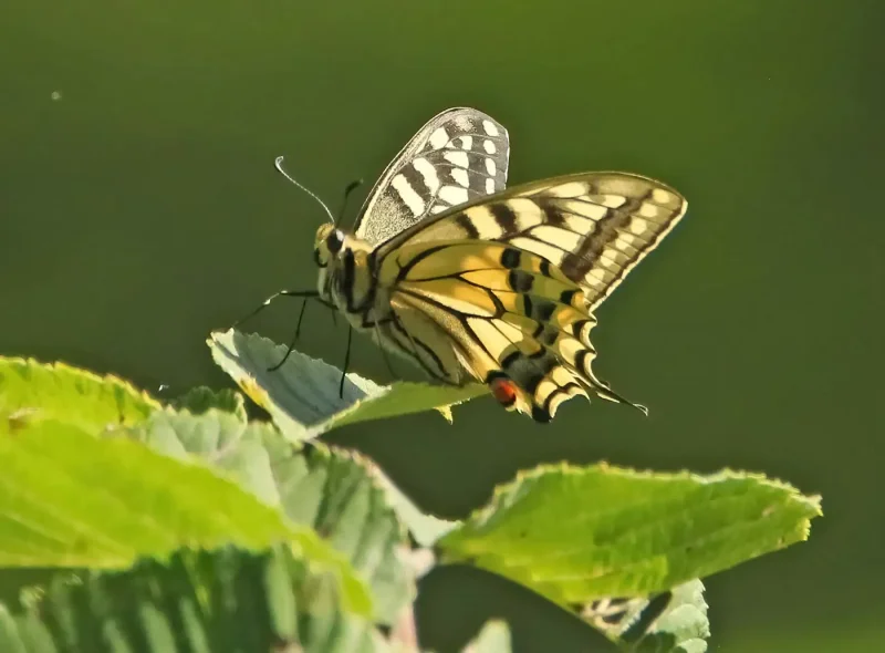 Papilio Machaon Orientis