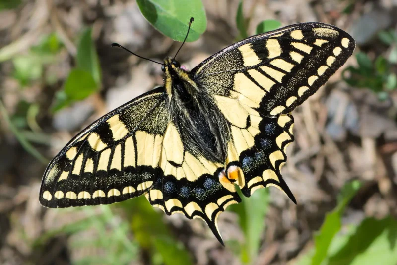 Papilio Machaon kamtschadalus