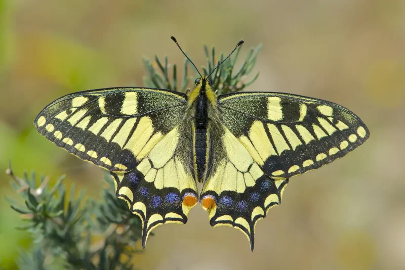 Бабочка Махаон (Papilio Machaon)
