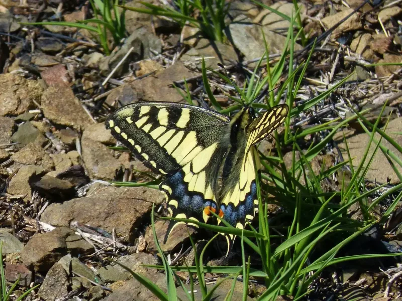 Papilio Polyxenes парусник Поликсена