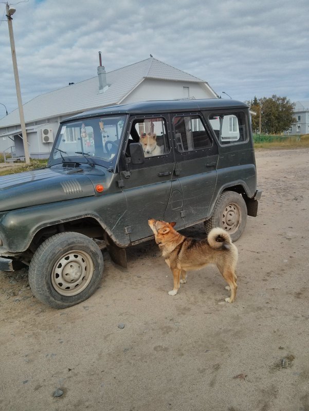 Собаки в УАЗИКЕ