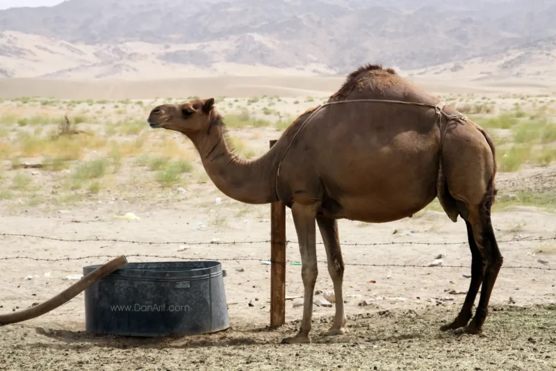 Camel range