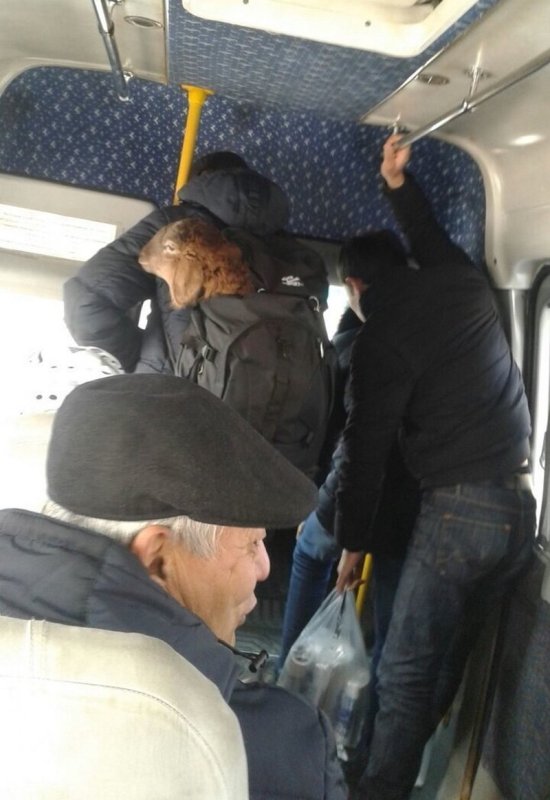 Смешные люди в автобусе