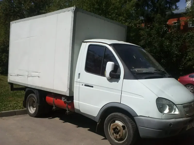 Газель коротыш 54