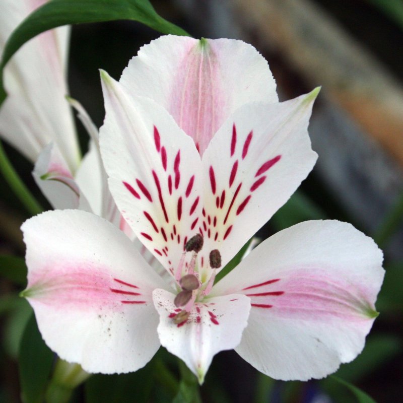 Альстромерия Alstroemeria Majestic Henri