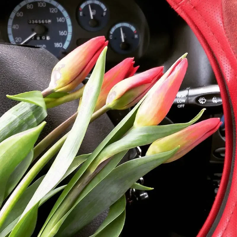 Красивые тюльпаны в машине