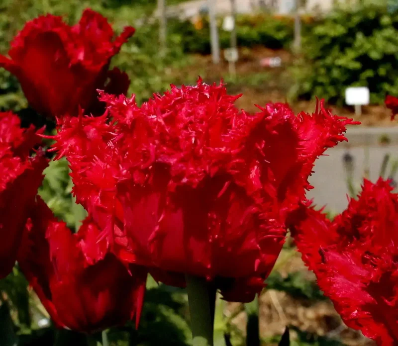 Тюльпан бахромчатый красный Мазда