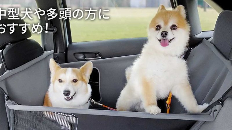 Фотографии лап Хонда собаки