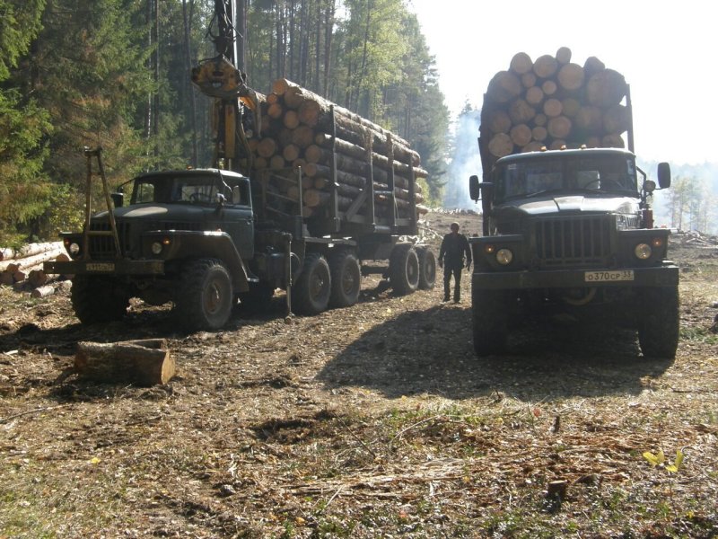 Урал лесовоз в лесу