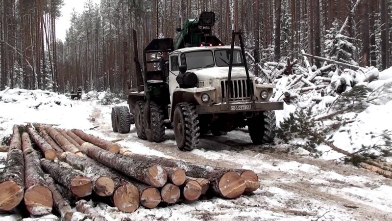 Урал лесовоз в лесу