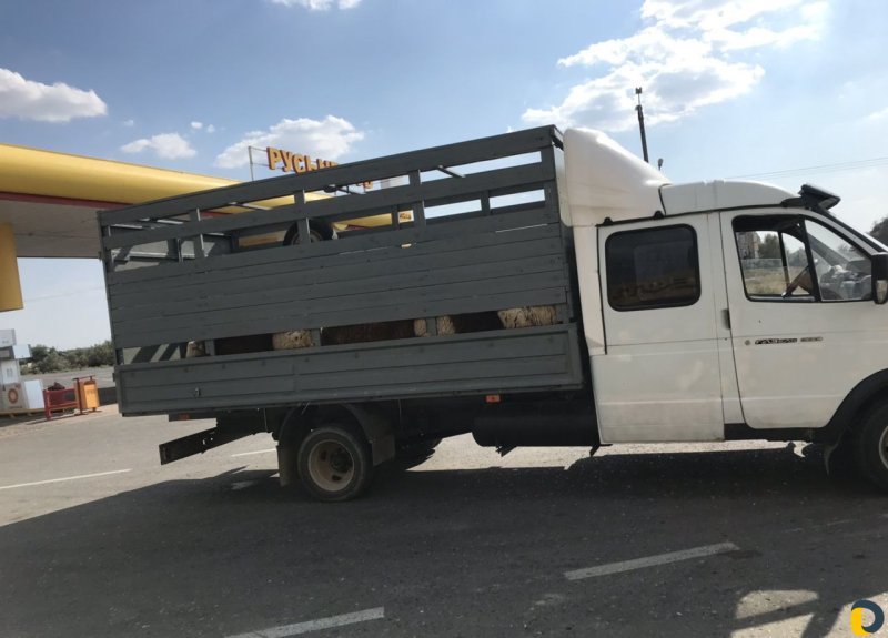 Газель Некст скотовоз