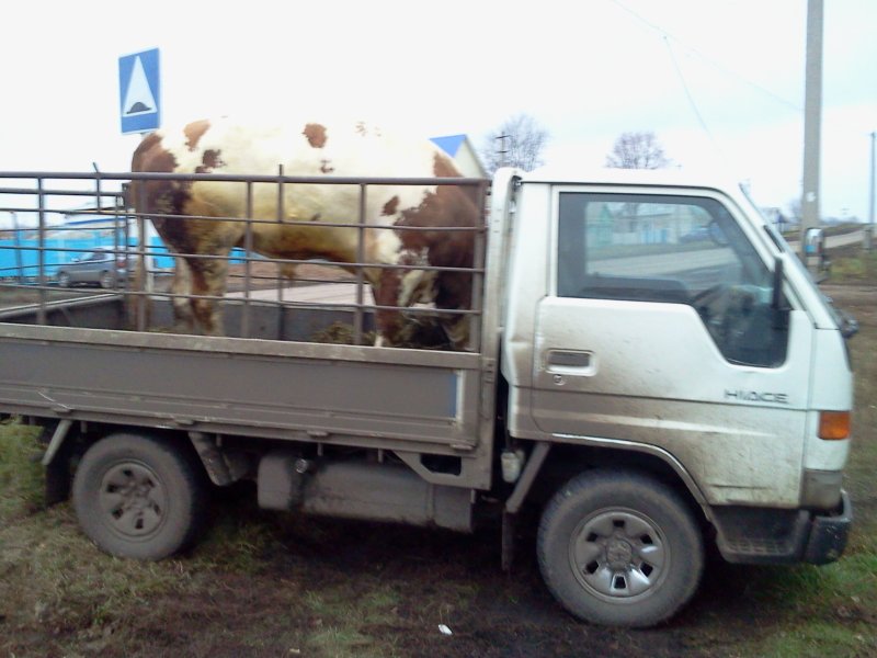 Газель КРС скотовоз