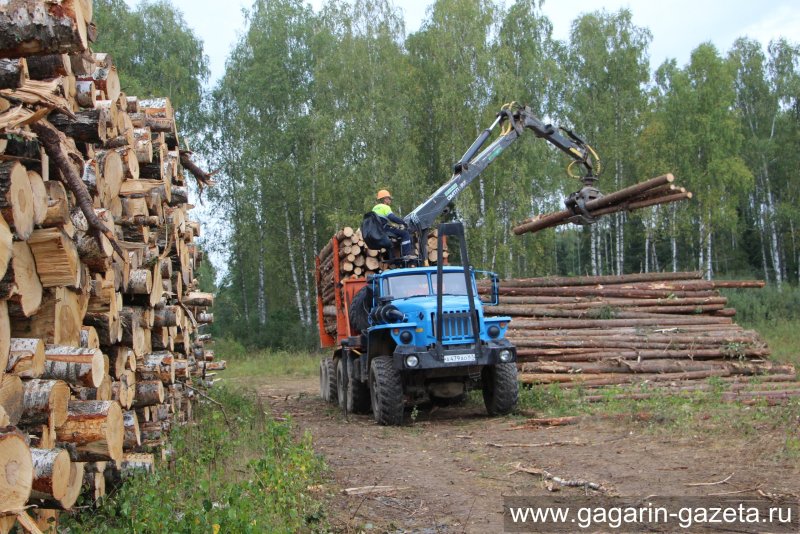 Заготовка древесины лесхоз