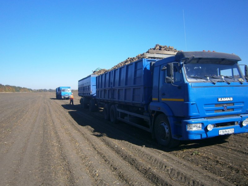 КАМАЗ зерновоз разгрузка зерна