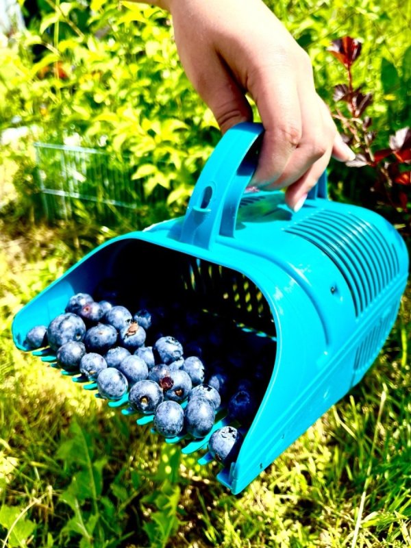 Электрический автоматический мини комбайн для сбора ягод клюквы