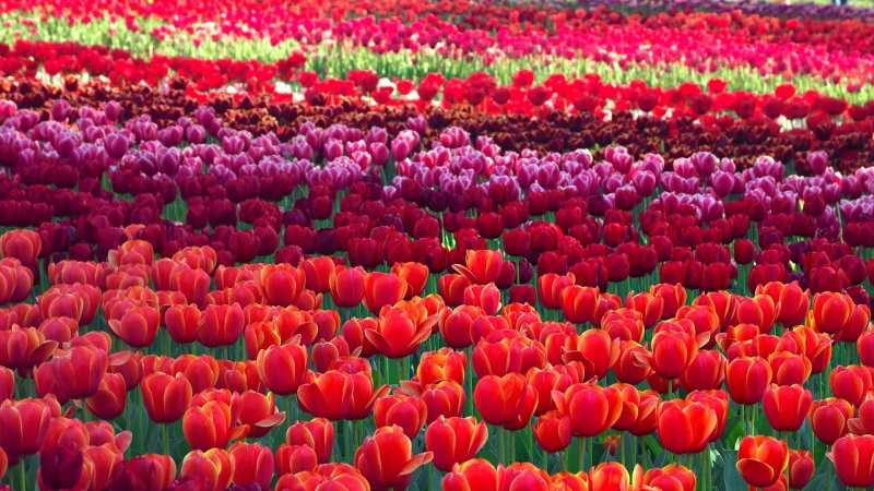 Роза Floriade 2002