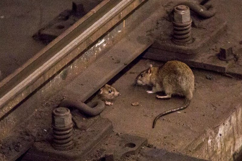 Гигантская крыса в метро Нью-Йорка