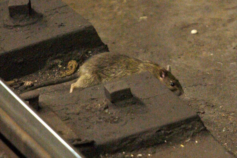 Гигантские крысы в Московском метро