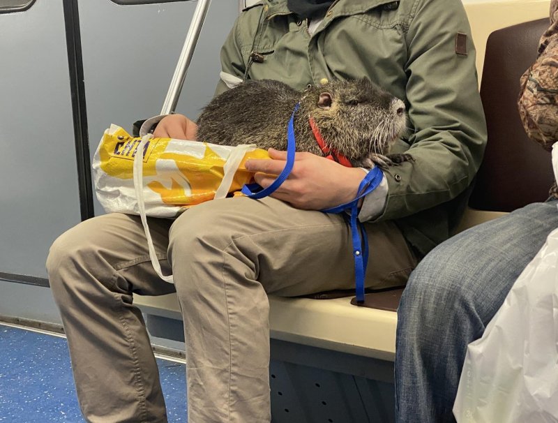 Крысы в метро Санкт-Петербурга