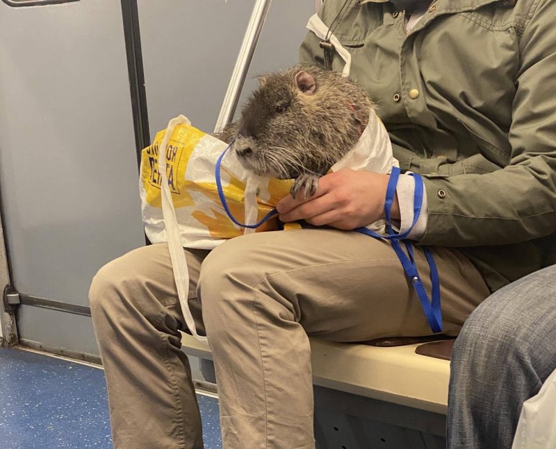 Крысы в метрополитене в Москве