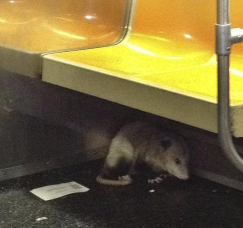Крысы в метро Московском метро