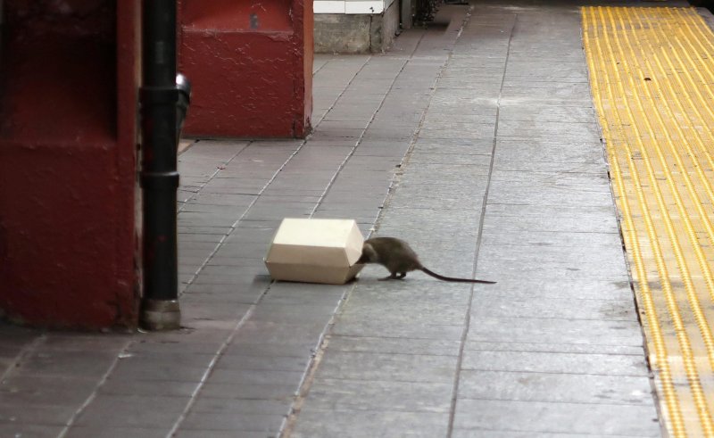 Крысы в Нью йоркском метро