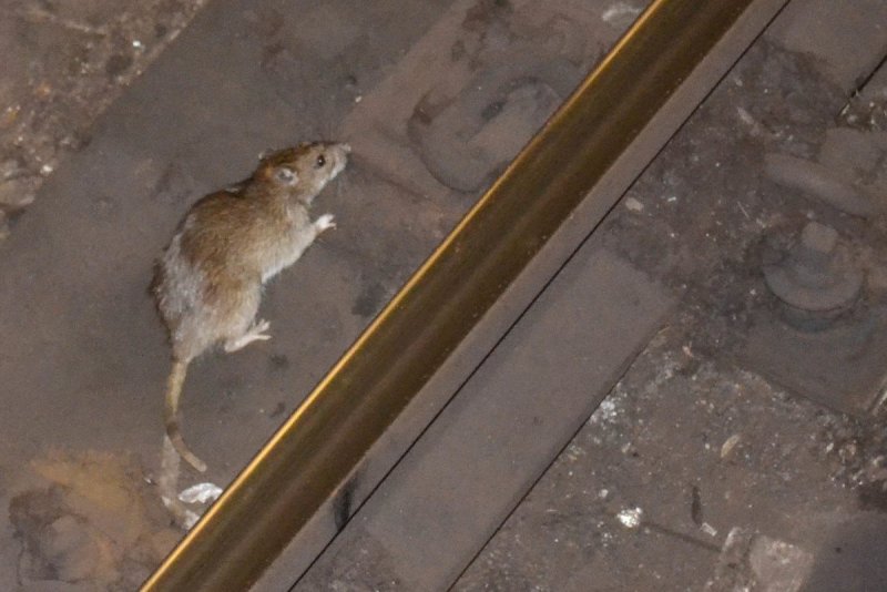 Гигантские крысы в Московском метро